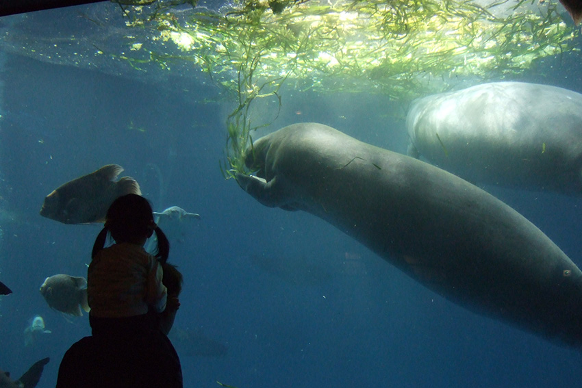 Toba Aquarium: Dugong unter Wasser im großen Becken Dugong schwimmt im großen Aquariumbecken des Toba Aquariums, Besucher schaut von vorne durch die Scheibe