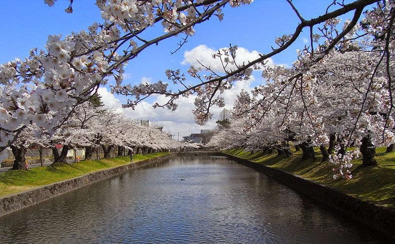 Tsuruoka Kirschblüten