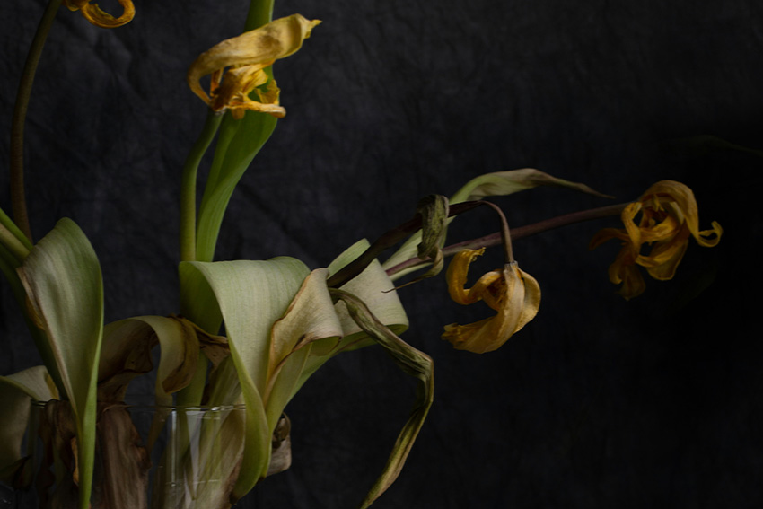 Verwelkende Blumen in dunkler Fotografie als Sinnbild für Vergänglichkeit und Wabi-Sabi-Ästhetik