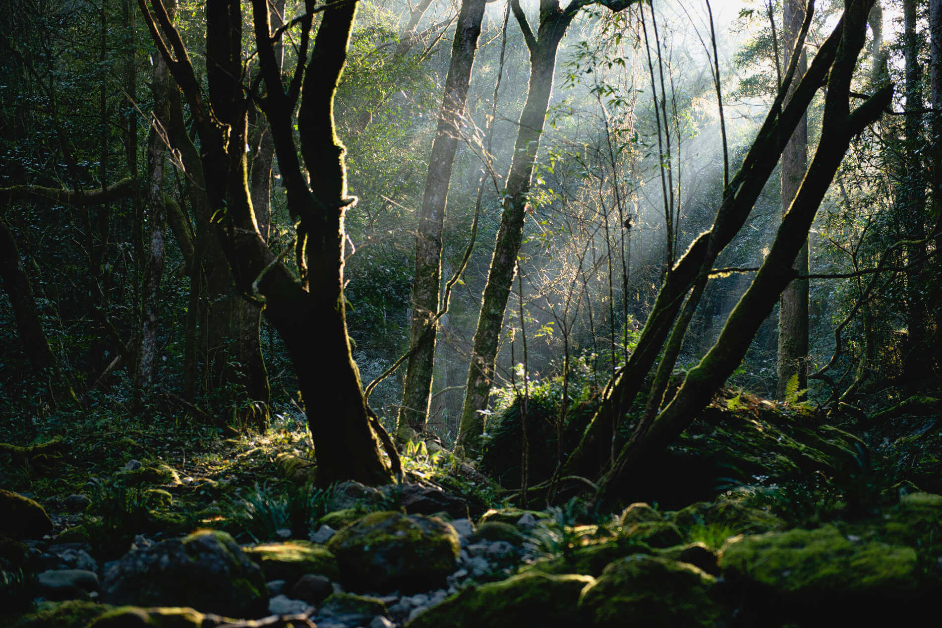 Yakushima das Weltnaturerbe in Japan