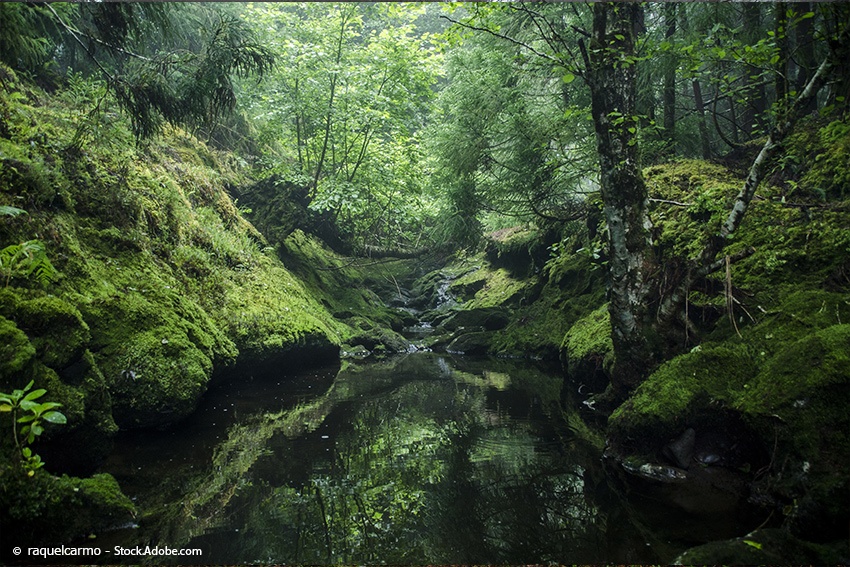 waldbaden-deutschland