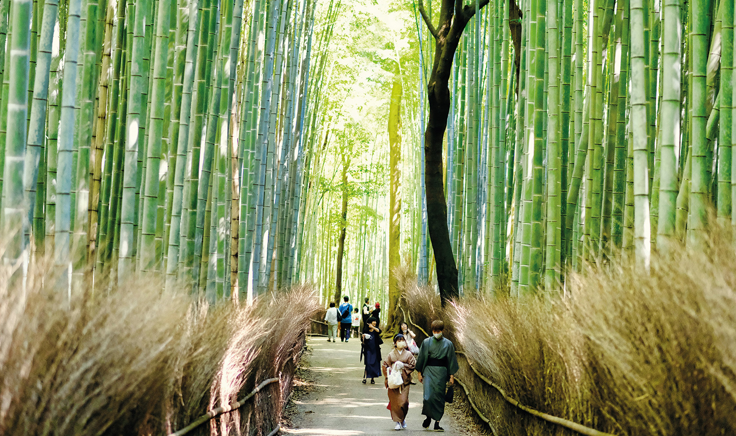 Wo ist es in Japan schön? Der Bambushain von Arashiyama