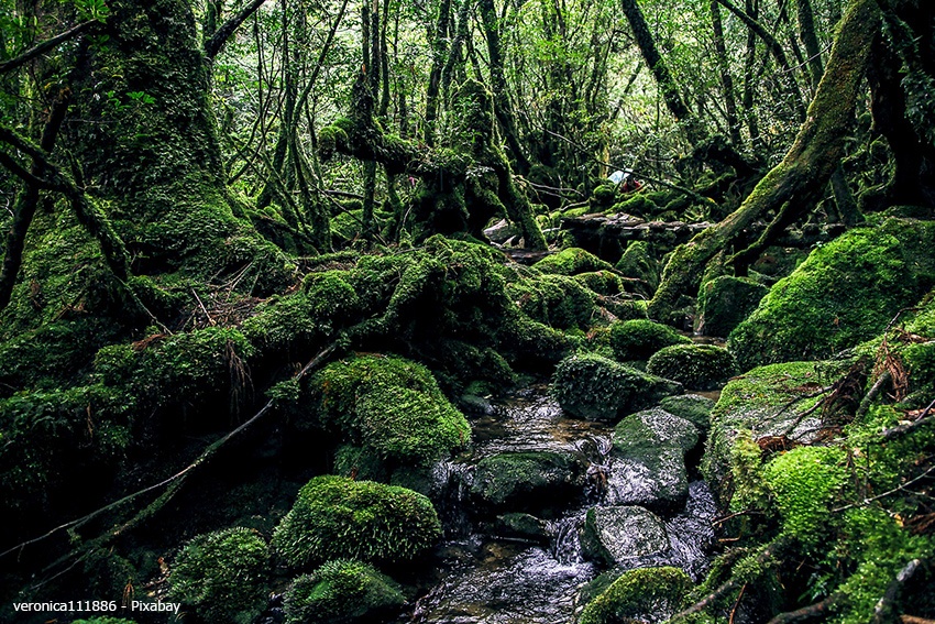 Zedernwald von Yakushima