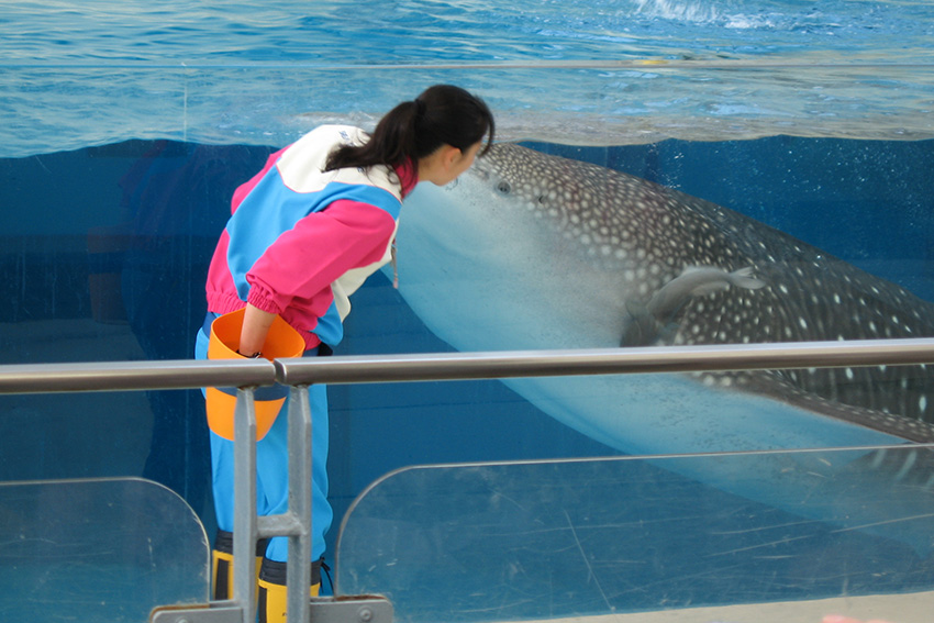 Yokohama Hakkeijima Sea Paradise: Nahbegegnung mit Walhai Mitarbeiterin im Yokohama Hakkeijima Sea Paradise steht am Beckenrand und ist einem Walhai an der Wasseroberfläche ganz nah